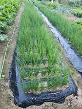 팜모닝 배추·영농일지 게시글 이미지