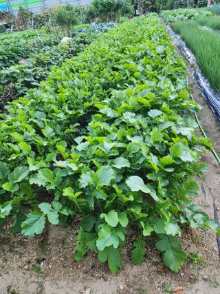 정재석님의 배추 · 영농일지 작성글 사진