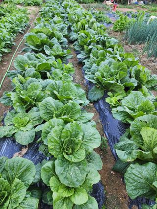 정재석님의 배추 · 영농일지 작성글 사진