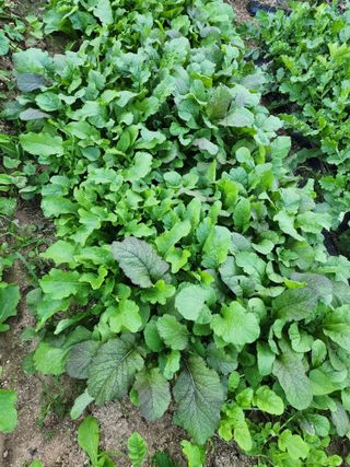 정재석님의 배추 · 영농일지 작성글 사진