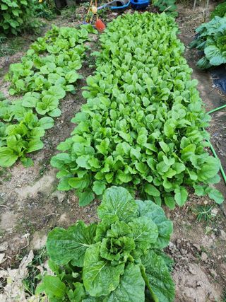 정재석님의 배추 · 영농일지 작성글 사진