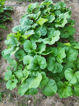 정재석님의 배추 · 영농일지 작성글 사진