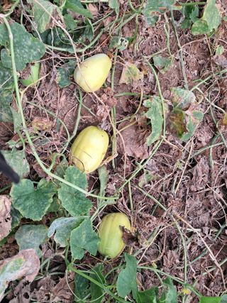 최한기님의 10월 내 농작물 자랑하기 · 참여글 작성글 사진