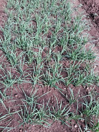 최한기님의 10월 내 농작물 자랑하기 · 참여글 작성글 사진