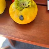 팜모닝 감·병해충상담 게시글 이미지