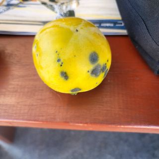 강남진님의 감 · 병해충상담 작성글 사진