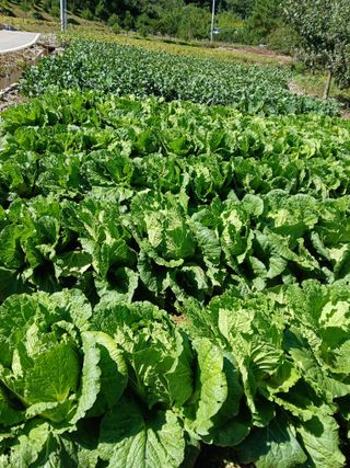 인생은 소풍처럼님의 10월 내 농작물 자랑하기 · 참여글 작성글 사진