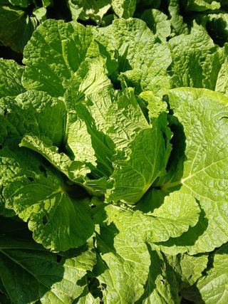 인생은 소풍처럼님의 10월 내 농작물 자랑하기 · 참여글 작성글 사진