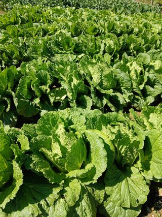 인생은 소풍처럼님의 10월 내 농작물 자랑하기 · 참여글 작성글 사진