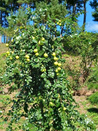 인생은 소풍처럼님의 10월 내 농작물 자랑하기 · 참여글 작성글 사진