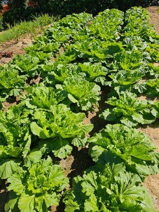 윤권진님의 배추 · 영농일지 작성글 사진