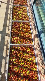 팜모닝 기타작물·영농일지 게시글 이미지