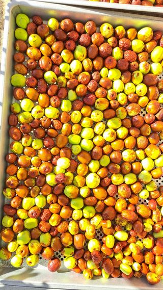 나도농부님의 기타작물 · 영농일지 작성글 사진