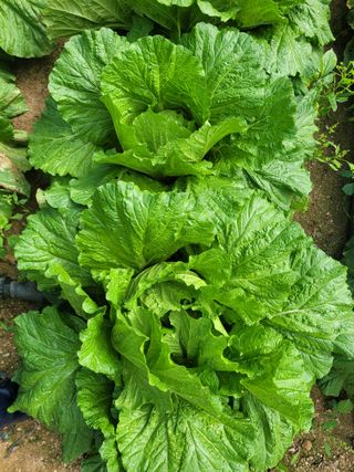 제원님의 배추 · 시세•판로 작성글 사진