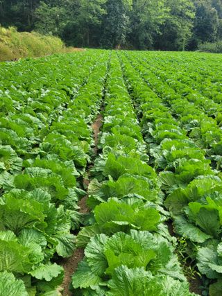 제원님의 배추 · 시세•판로 작성글 사진