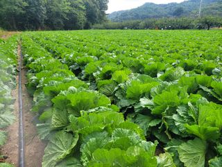 제원님의 배추 · 시세•판로 작성글 사진