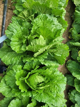 제원님의 배추 · 시세•판로 작성글 사진