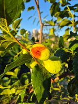 팜모닝 농사, 무엇이든 물어보세요!·참여글 게시글 이미지