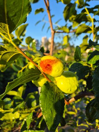 김숙향님의 농사, 무엇이든 물어보세요! · 참여글 작성글 사진