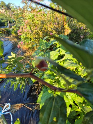김숙향님의 농사, 무엇이든 물어보세요! · 참여글 작성글 사진