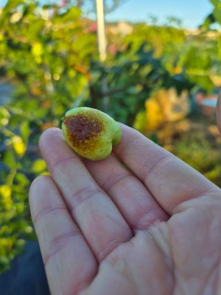 김숙향님의 농사, 무엇이든 물어보세요! · 참여글 작성글 사진
