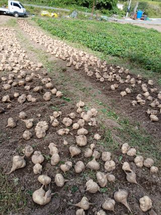 유석범님의 감자 · 영농일지 작성글 사진