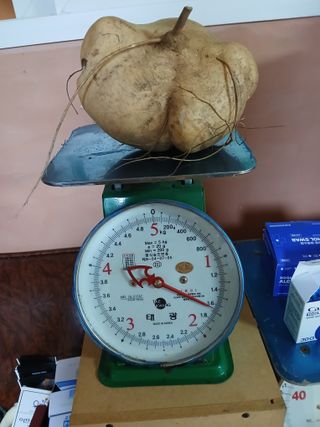 유석범님의 감자 · 영농일지 작성글 사진