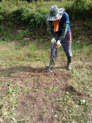 유석범님의 감자 · 영농일지 작성글 사진