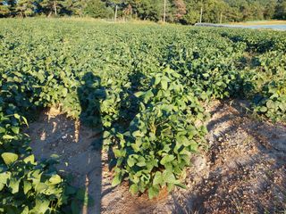 박진하님의 콩 · 영농일지 작성글 사진