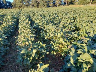 박진하님의 콩 · 영농일지 작성글 사진