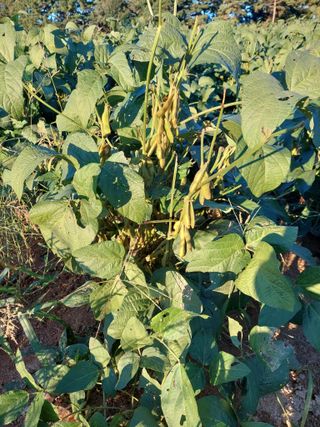 박진하님의 콩 · 영농일지 작성글 사진