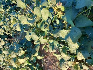 박진하님의 콩 · 영농일지 작성글 사진