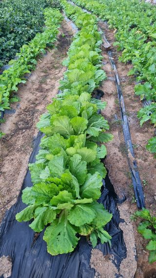 최영환님의 배추 · 영농일지 작성글 사진