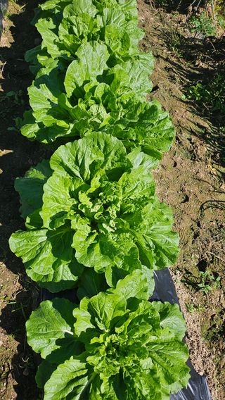 이원복님의 자유주제 · 사진전 작성글 사진