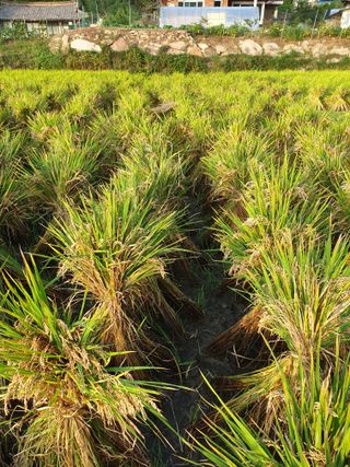 고추29286님의 고추 · 영농일지 작성글 사진