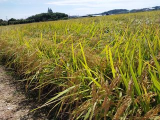 선종이님의 벼 · 영농일지 작성글 사진