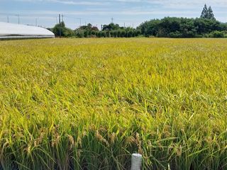 선종이님의 벼 · 영농일지 작성글 사진