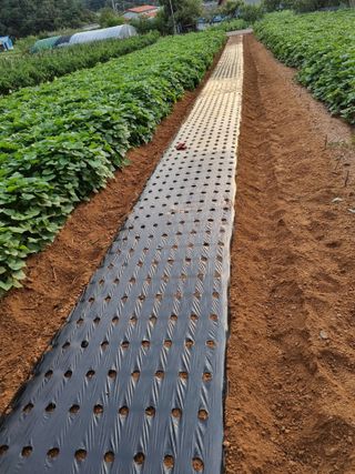 조애순님의 콩 · 영농일지 작성글 사진