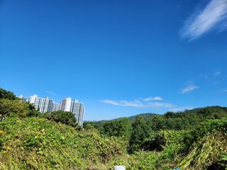 강미화11월출석왕♡님의 들깨 · 영농일지 작성글 사진