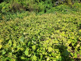 강미화11월출석왕♡님의 들깨 · 영농일지 작성글 사진