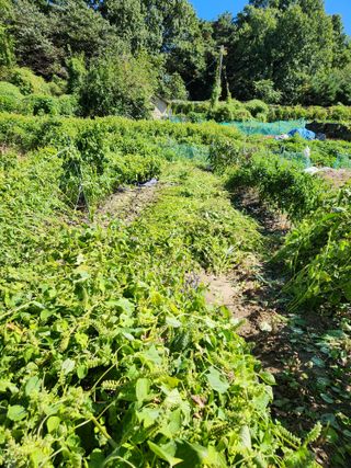 강미화11월출석왕♡님의 들깨 · 영농일지 작성글 사진