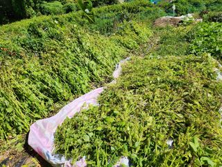 강미화11월출석왕♡님의 들깨 · 영농일지 작성글 사진