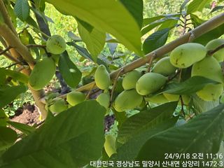통통통님의 10월 내 농작물 자랑하기·참여글 작성글 사진
