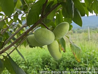 통통통님의 10월 내 농작물 자랑하기 · 참여글 작성글 사진