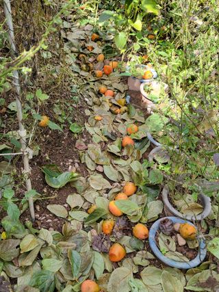 콩9543님의 감 · 영농일지 작성글 사진