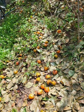 콩9543님의 감 · 영농일지 작성글 사진