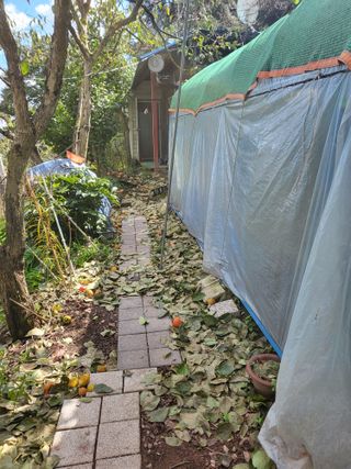 콩9543님의 감 · 영농일지 작성글 사진