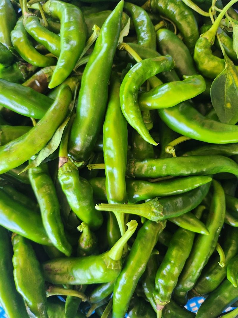 장터 상품 [풋고추 4키로 15,000원(판매완료)] 썸네일