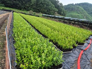 참깨17081님의 블루베리 · 영농일지 작성글 사진