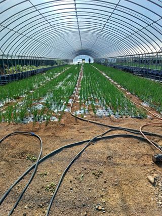 결단이님의 파 · 영농일지 작성글 사진